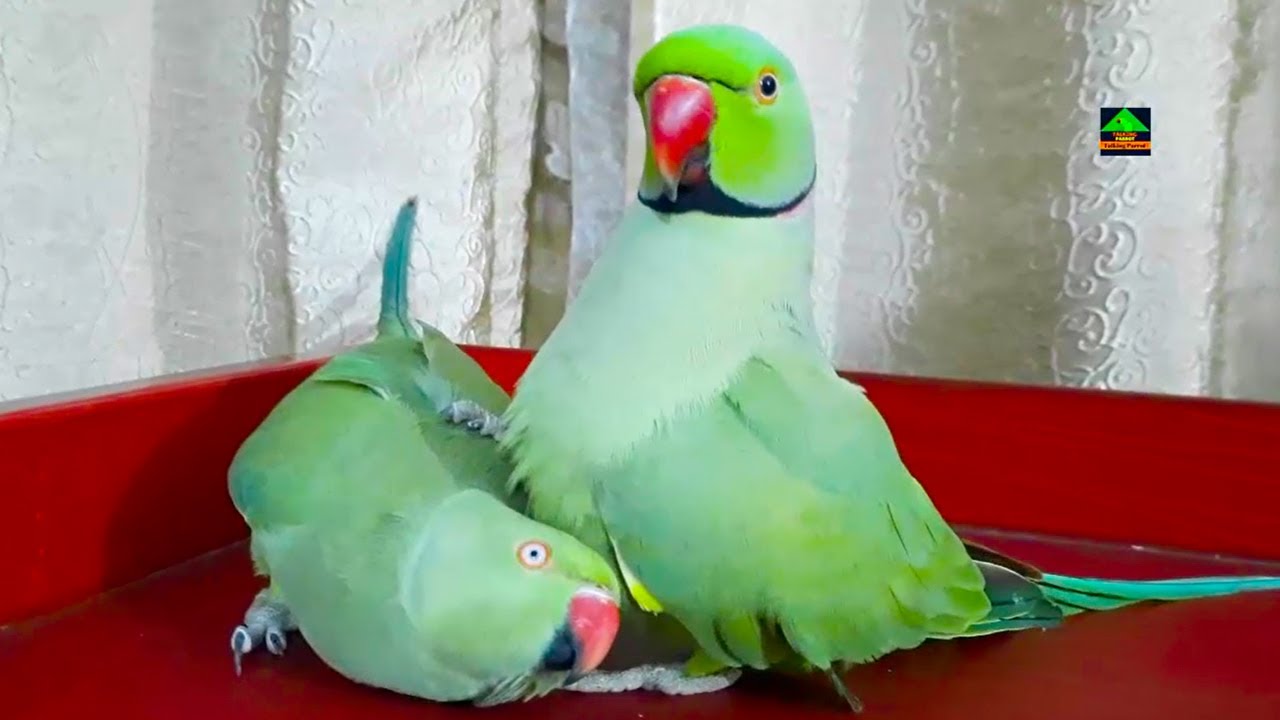 Mitthu Talking Parrot Having Fun With Female Ringneck Talking Parrot Rosie | Looking So Funny
