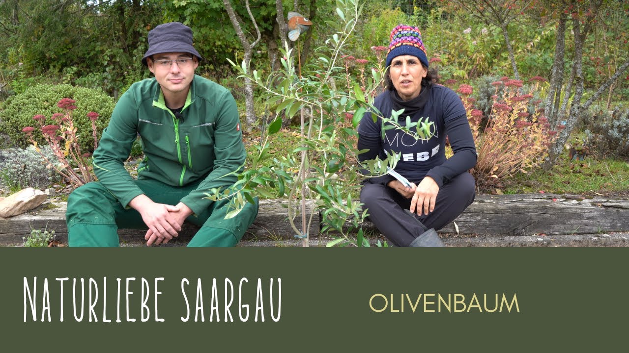 Olivenbaum-Pflege: Tipps für Schnitt, Standort und heilige weiße Oliven #naturliebesaargau