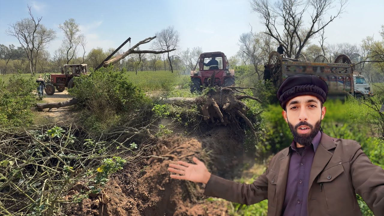 Sadly Jungle Kat Diya🥹😳 | Azmat 