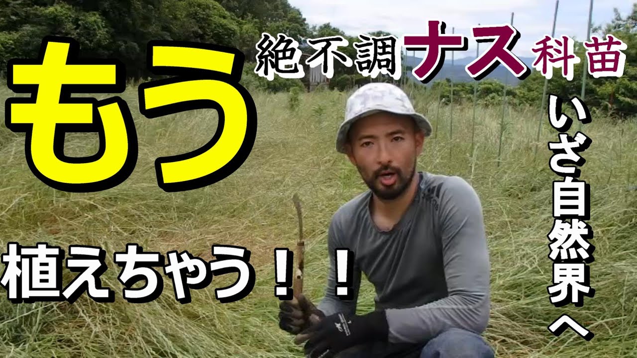 【自然農×MOTTAINAI】不調だった夏野菜の苗！畑でノビノビと根を張れるか！？