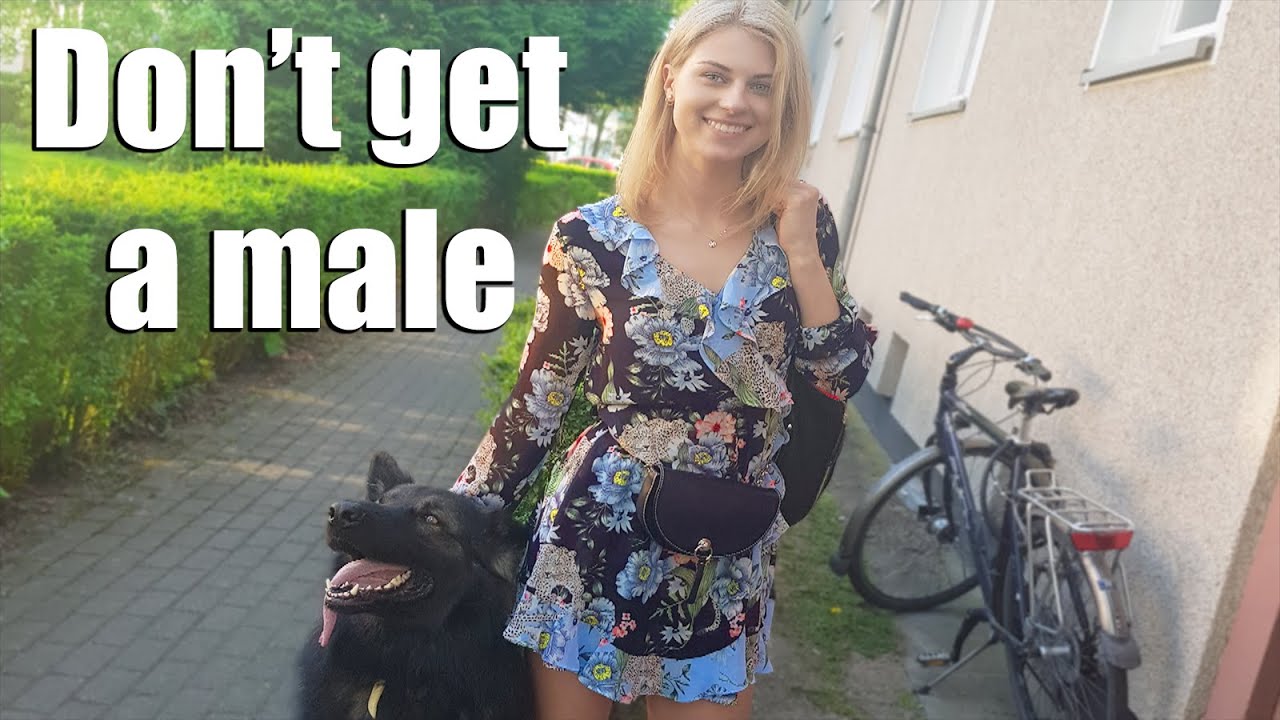 5 things to know before getting a MALE German Shepherd