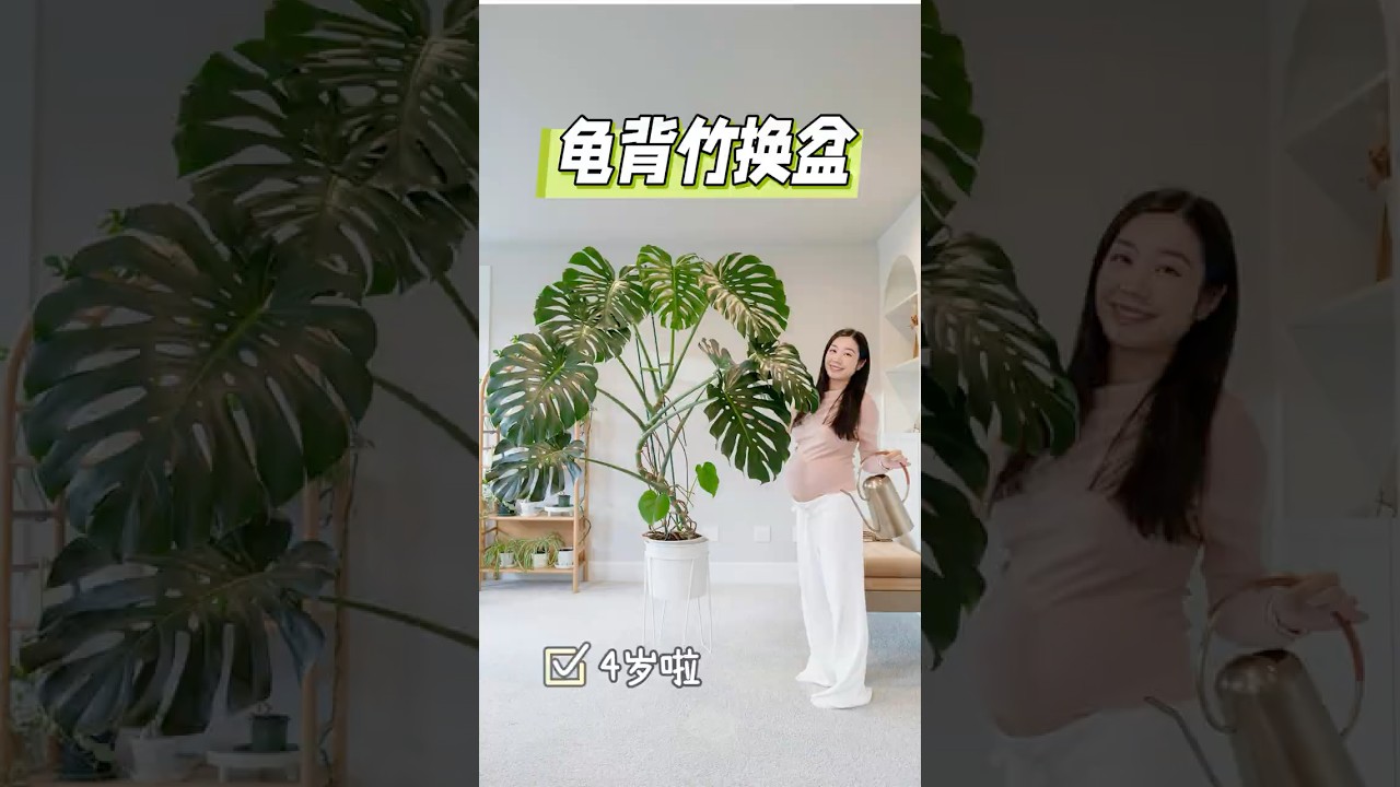 4岁龟背竹换盆 $10龟背竹养成两米的大宝宝Giant Monstera Repotting/Traderjoe’s Monstera from baby size to giant plant
