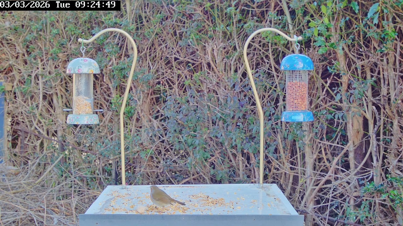 Bird table antics - 3rd March 2026, jackdaw, great tit, blue tit, sparrows, robin