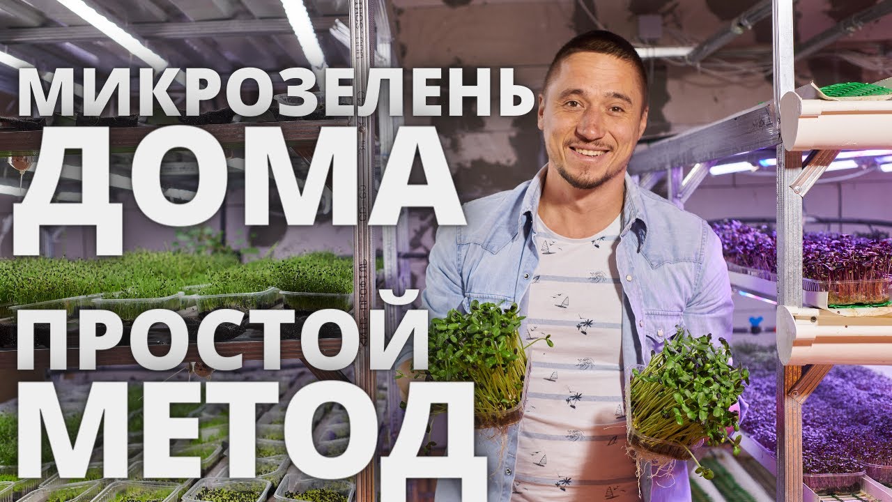 Микрозелень дома простой метод выращивания