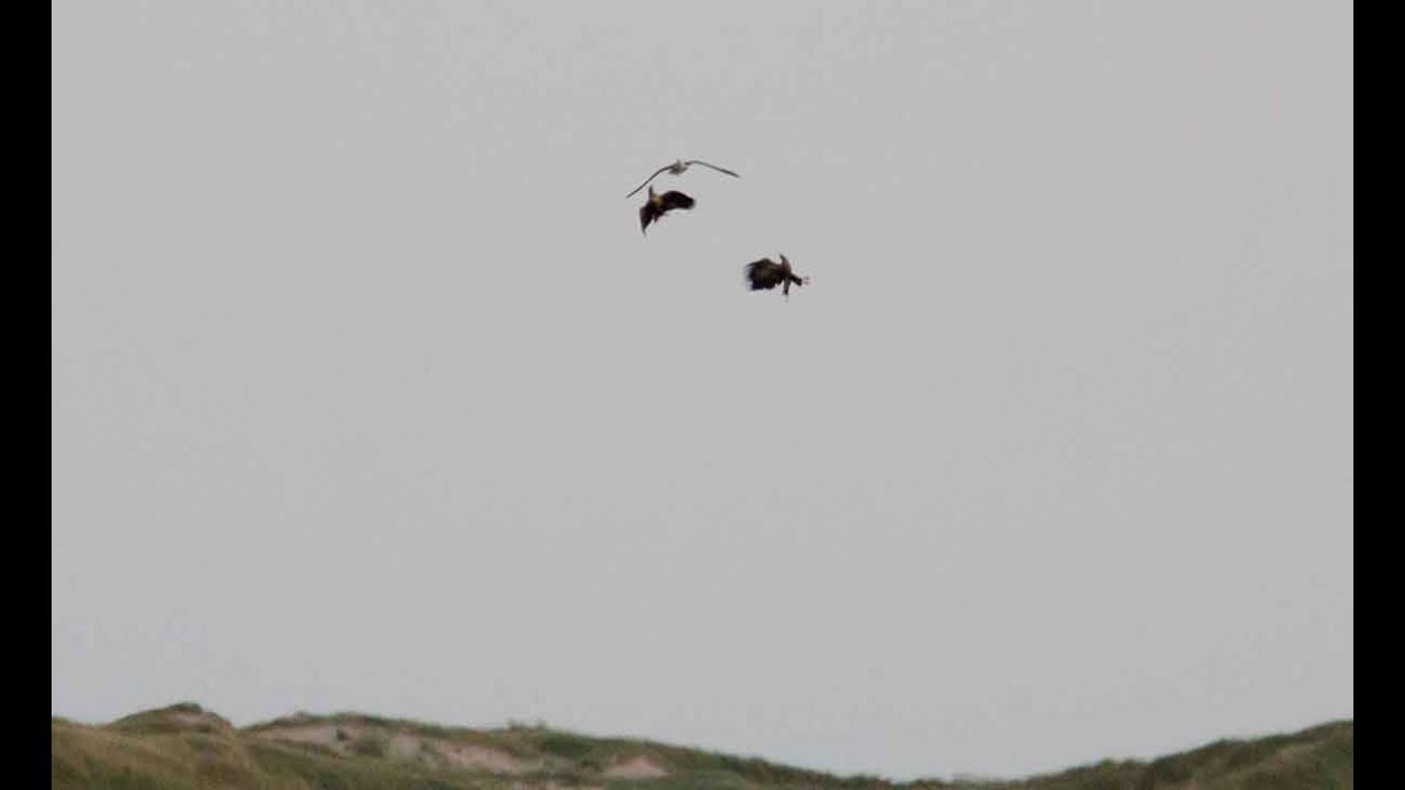 Vild fugleoplevelse: Sortbrynet albatros i luftduel med havørne ved Agger Tange