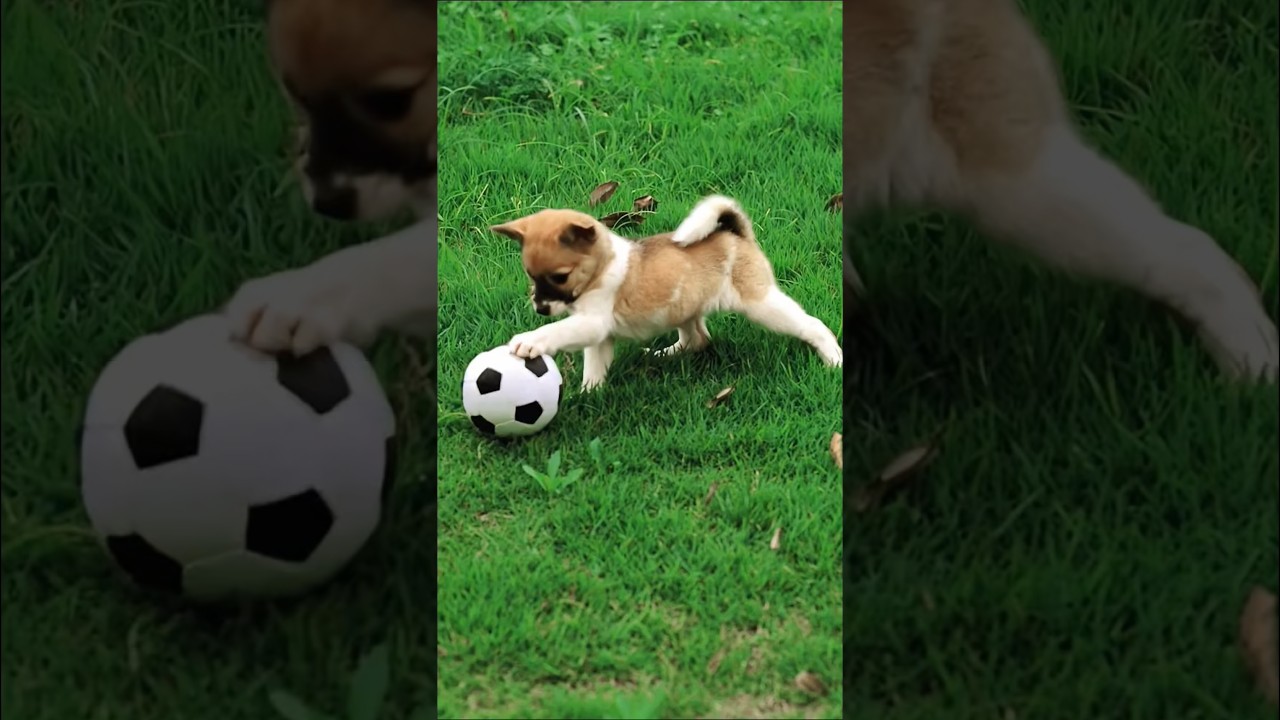 cute puppy dog playing with soccer ball football #puppy #dog #dogplaying #cutedog #trending #shorts