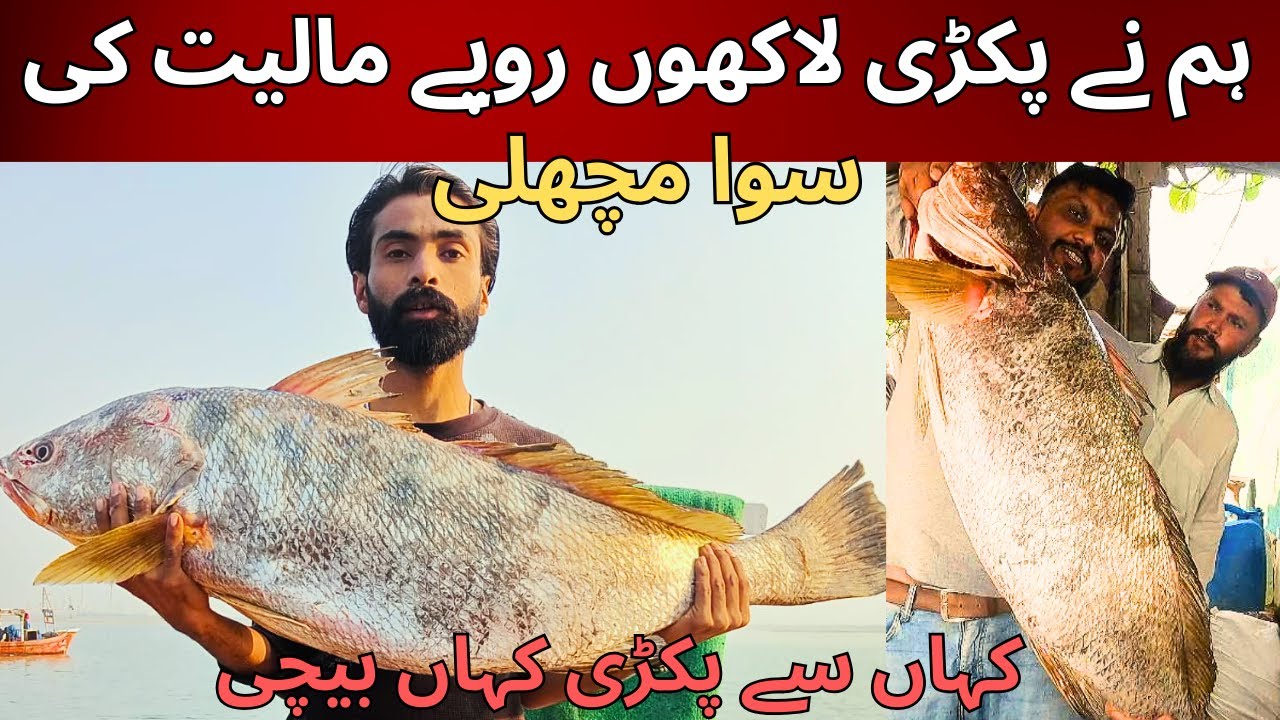 We Caught Suwa (Meagre, Croaker) Fish in Karachi | Suwa Caught from Charna | Karachi fishing 2023