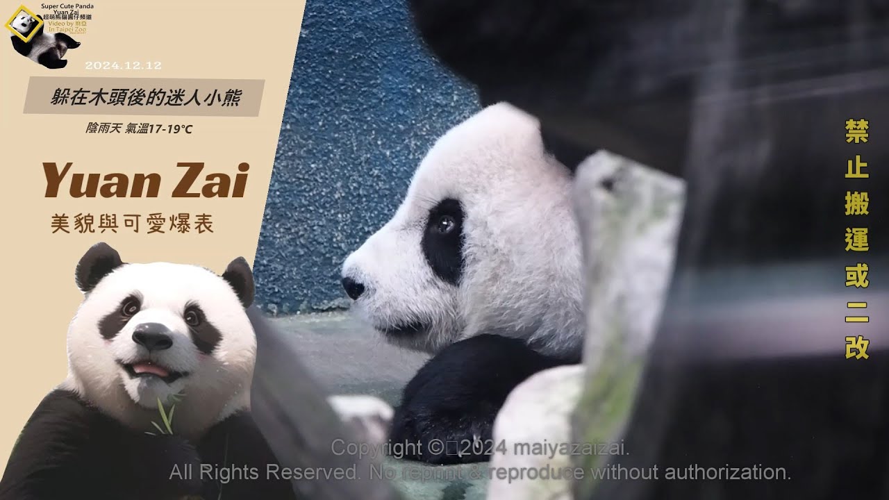 20241212 躲在木頭後隱藏版的真熊版圓仔絨毛娃娃，讓人想整隻抱回家，但百斤重量應該抱不動 The Giant Panda Yuan Zai