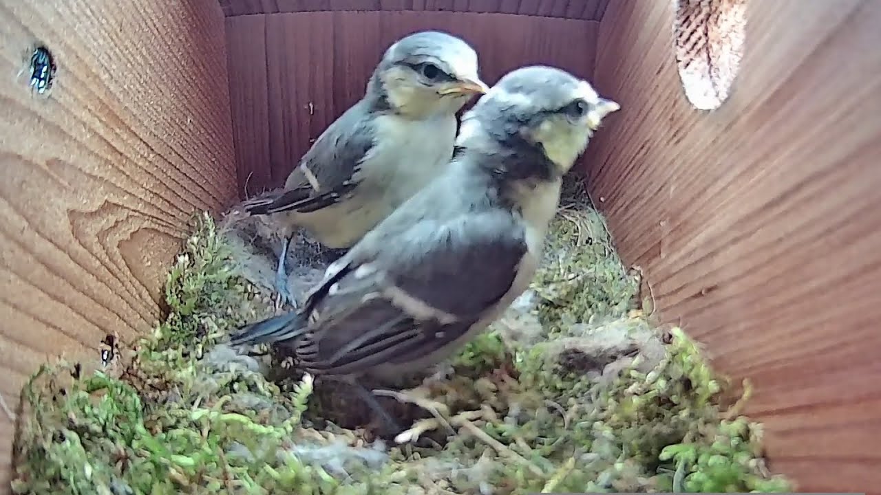 29th May 2021 - Fledging Day Extended Version - Blue tit nest box live camera highlights