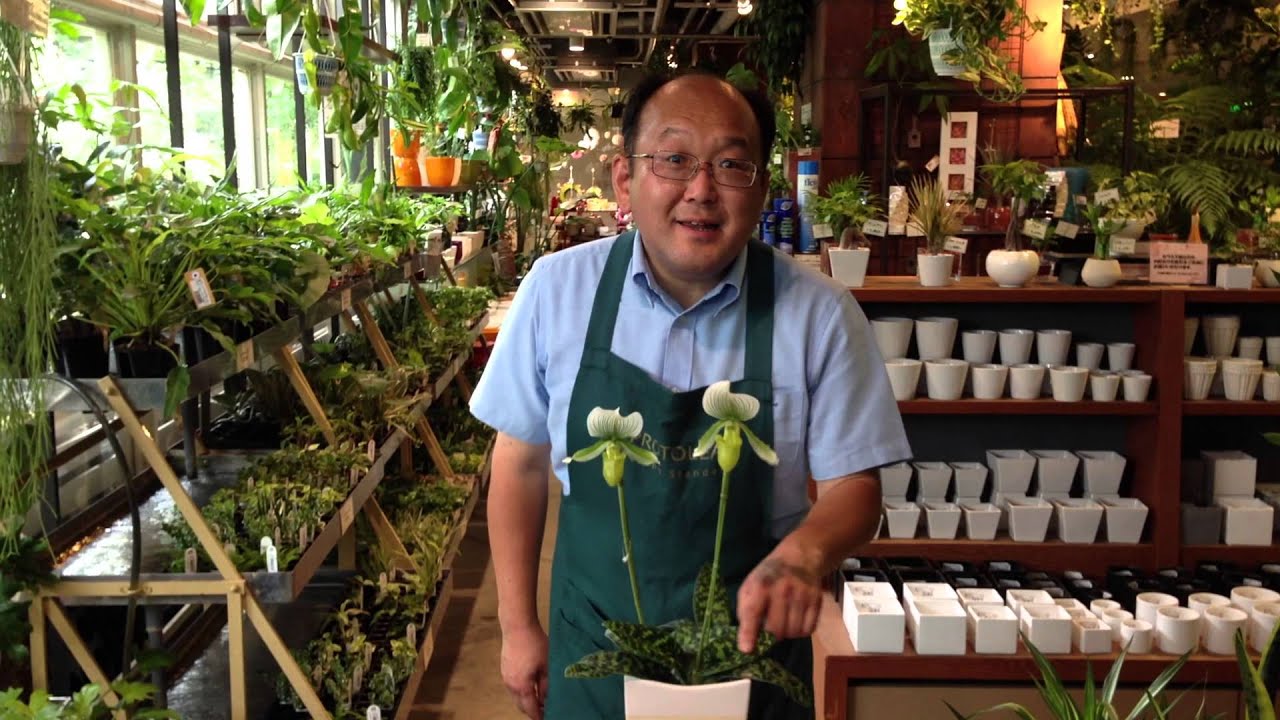 パフィオペディルムの育て方・日常管理