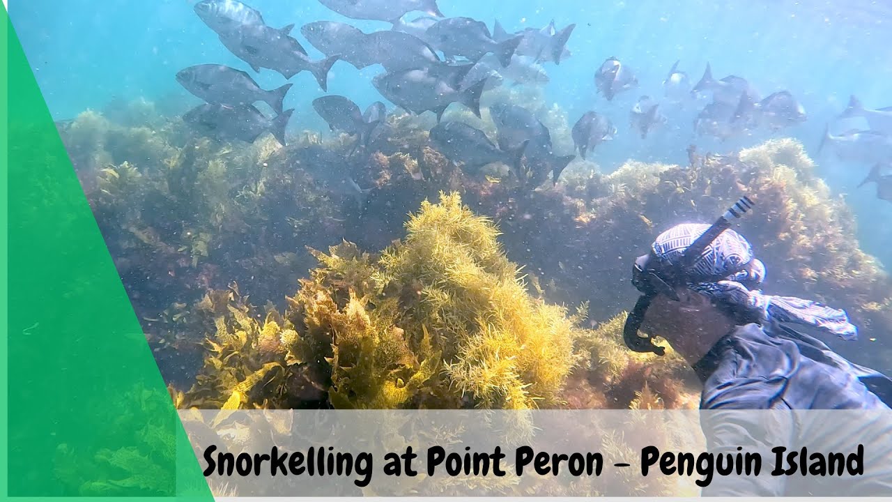 Snorkelling at Rockingham (Penguin Island and Point Peron)