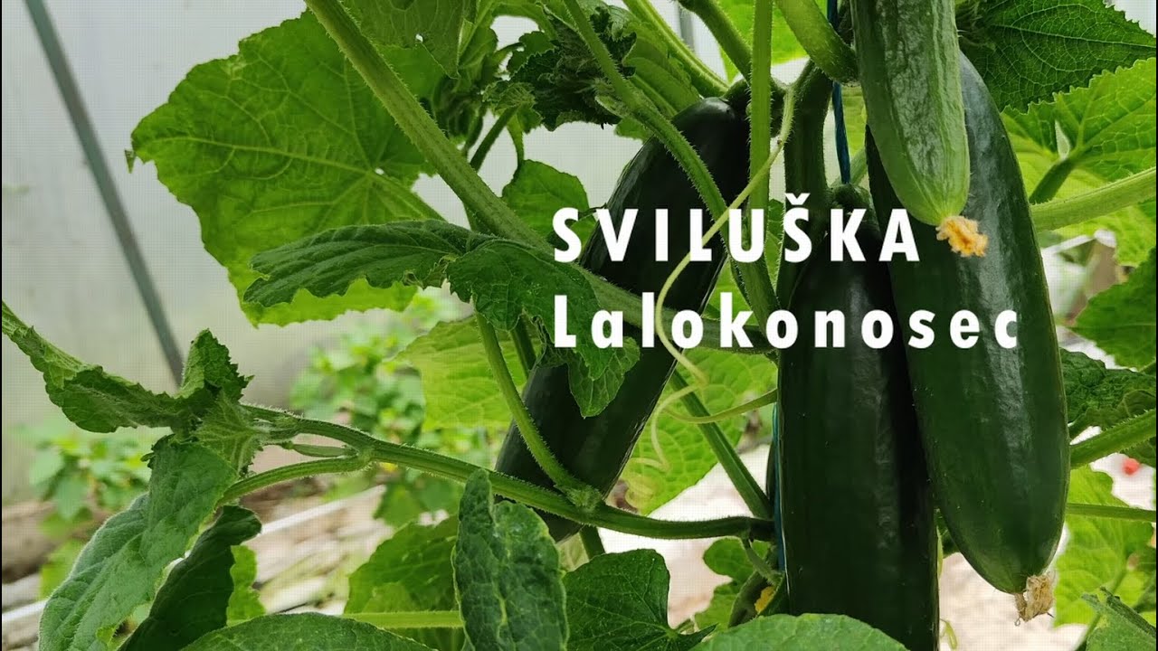 ZAČÁTEK SEZÓNY a už je tu Sviluška, LALONOKOSEC! 🕷️ Jak ji poznat a jak ji dostat ze skleníku?