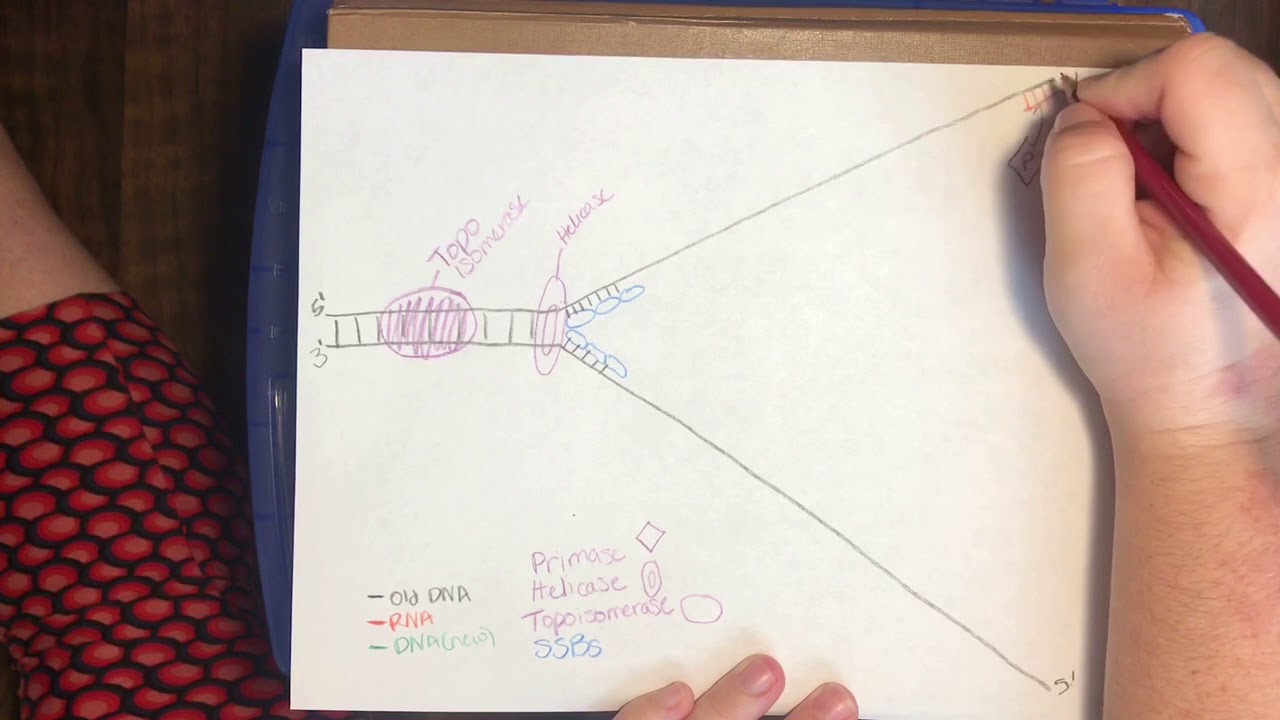 Drawing the Replication Fork