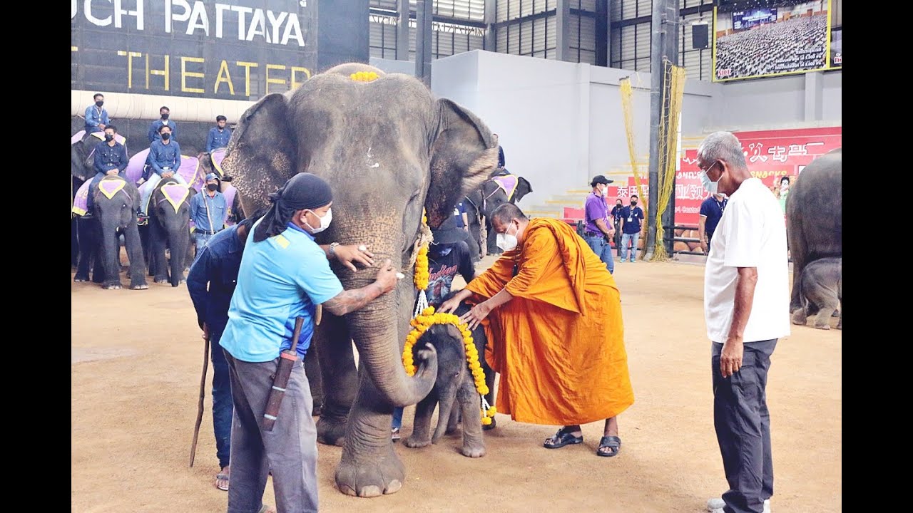 ช้างสวนนงนุชพัทยา  คลอดลูกพร้อมกัน 2 เชือก จัดขบวนนางรำรับขวัญลูกช้าง