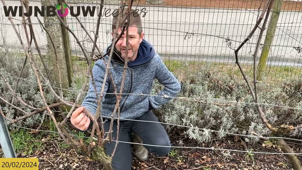 TW : Mijn wijngaard in Waregem snoeien - uitleg Guyot snoei
