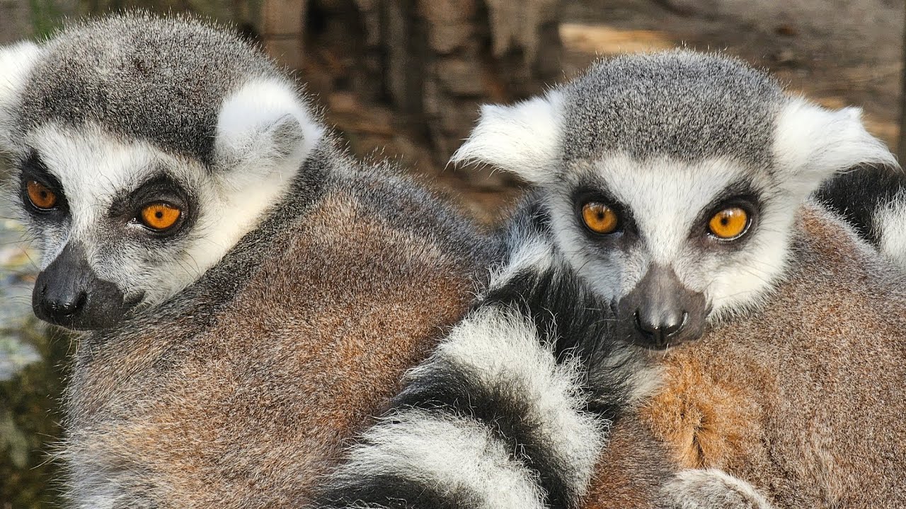 Zoo Braunschweig / 23.03.2025