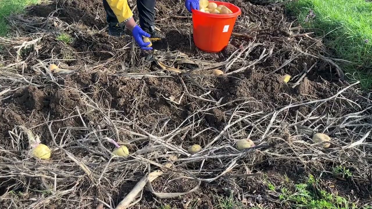 Лучший способ посадки картофельных семян