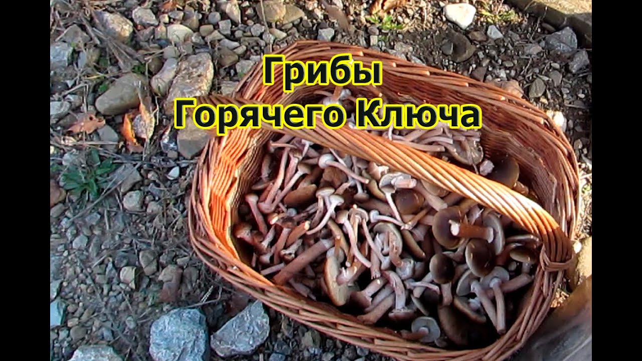 Грибы 11 ноября 2020 г. Грибы в Горячем Ключе и туапсинском районе Краснодарского края.