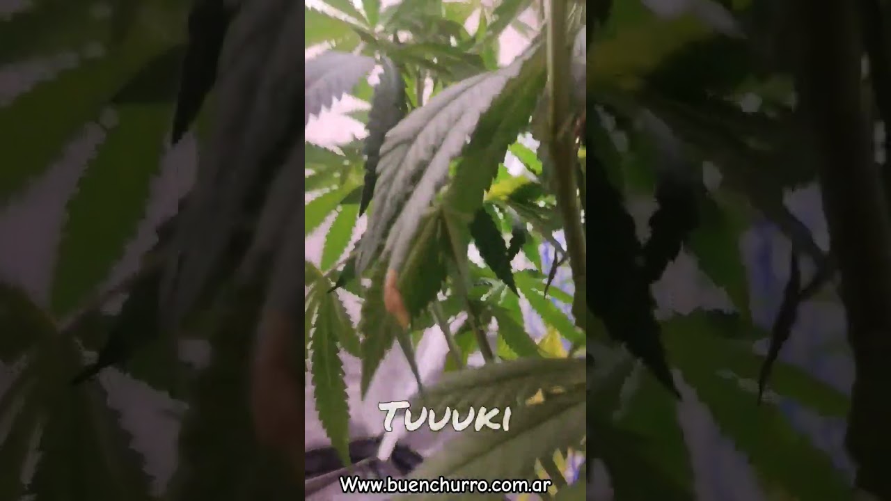 Defoliacion de bajos de Cannabis 🔪🔪 como podar tu cultivo