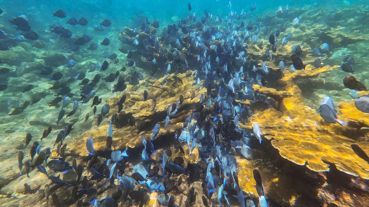Snorkling at Steps Beach in Rincón, Puerto Rico