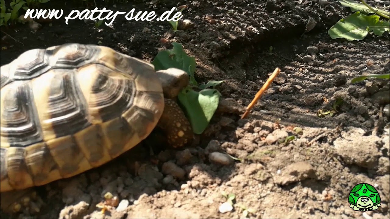griechische Landschildkröte beim Spaziergang