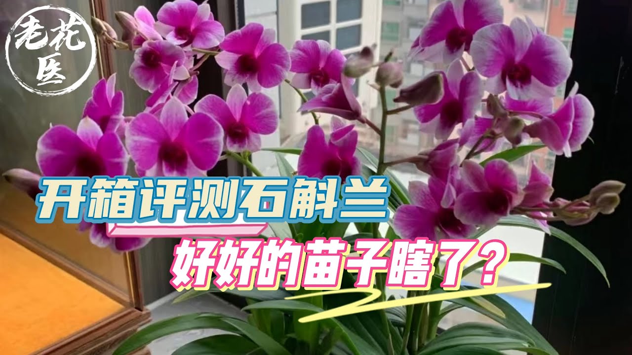 【开箱评测】开箱评测石斛兰，好好的苗子瞎了？石斛兰养护教学！Rescue Dendrobium.