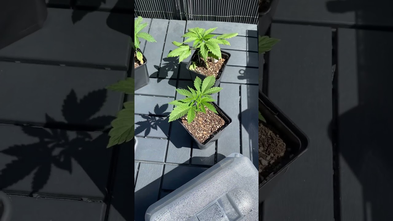 #Cannabis #Balkon #Outdoor #Grow #Reveg #Weed