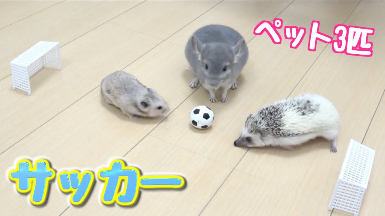 ペット３匹にサッカーやらせてみたら可愛かった！！