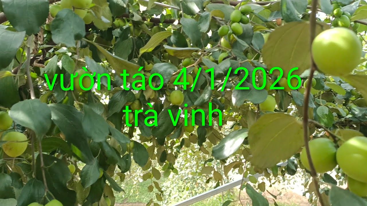 Đi thăm quan vườn táo ở trà cú Trà Vinh Vĩnh Long vườn rộng hơn 7 công đất siêu trái tha hồ ăn 