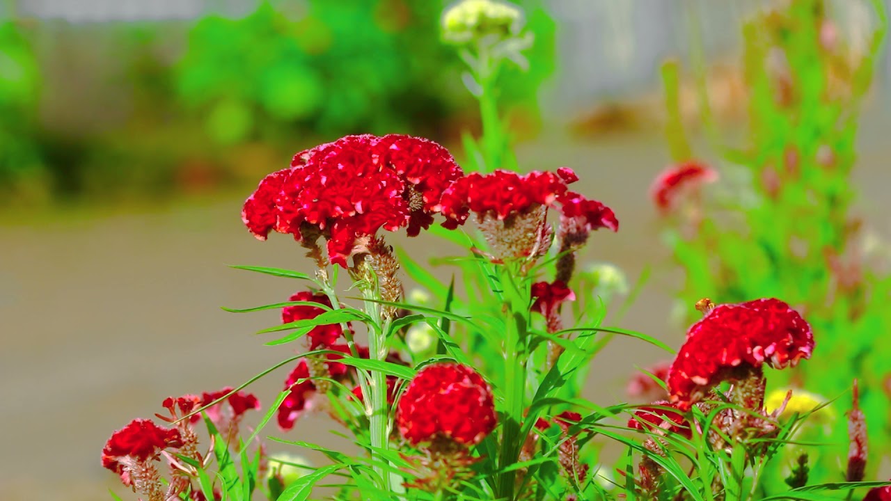 Beautiful flower   beautiful Flower Ser Morn  Amazing ​Flowers #Short EP  2