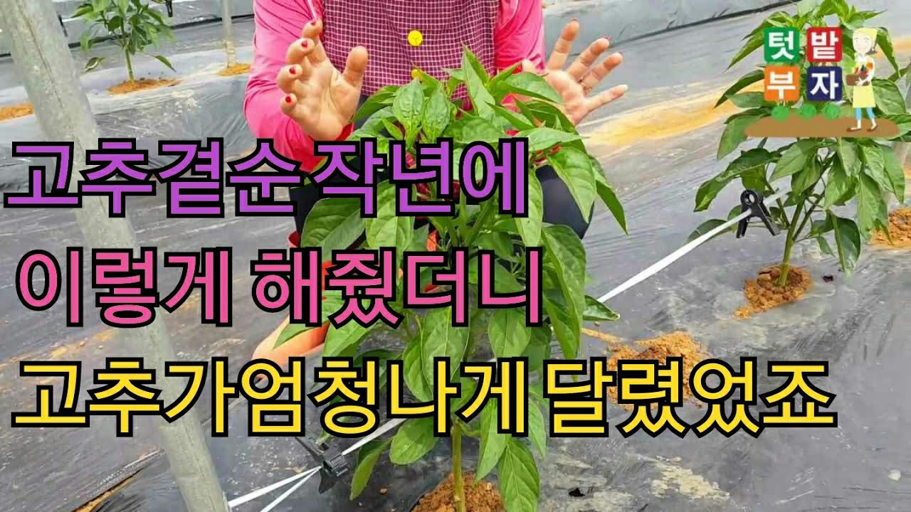 고추 꼭 제거해야할 곁순 과 남겨야할 곁순