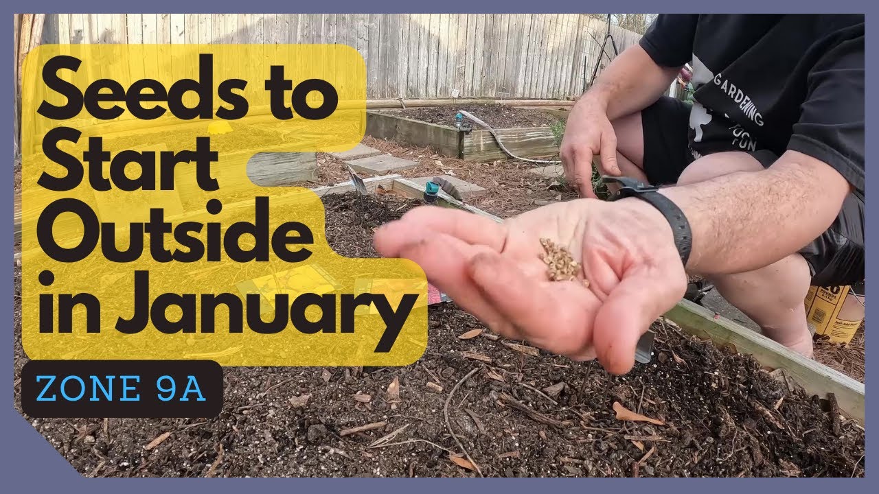 Seeds To Start Outside In January (Zone 9)