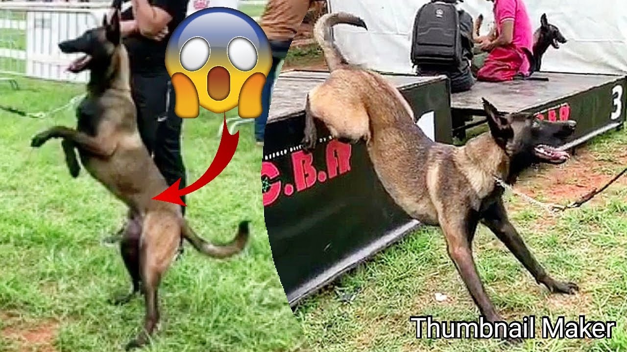 أروع و أجمل معرض للكلاب بالمغرب 🇲🇦 le meilleur expo de chien au maroc