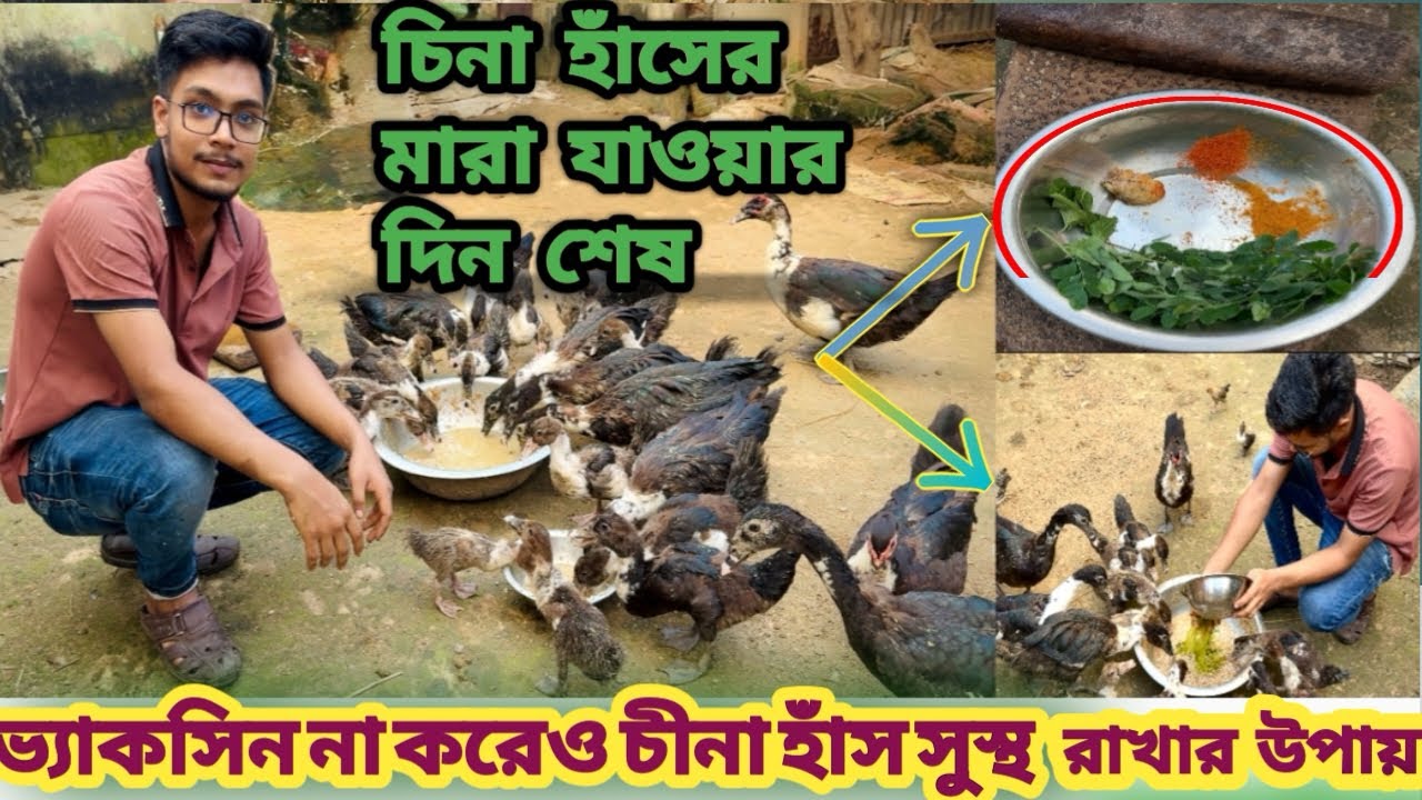 এই কাজটি করলে সারাজীবন চিনা হাঁস  সুস্থ থাকবে | চিনা হাঁস পালন পদ্ধতি,China has palon