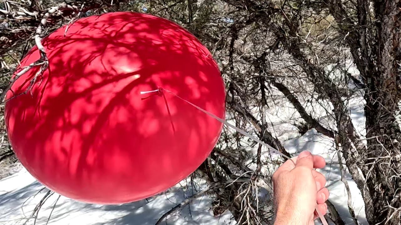 Red 24 Inch Helium Balloons Playing and Popping in Trees, 4K, Forest Balloon Play to Pop 58
