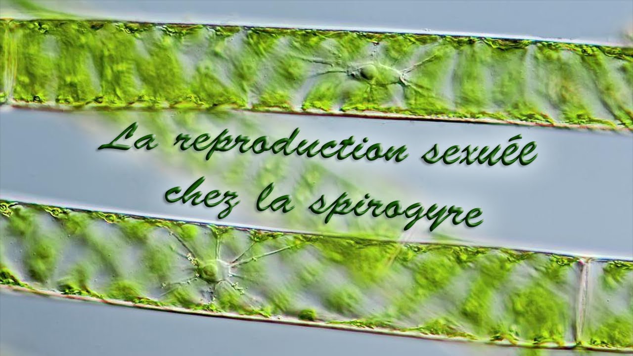 Reproduction sexuée de la spirogyre