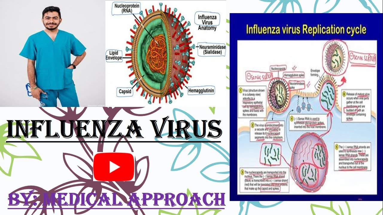 Influenza Virus (Flu) | Virology | Microbiology