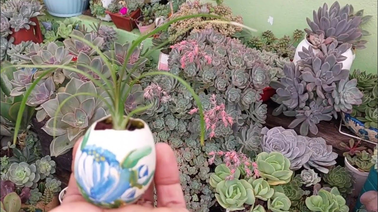Ganhei mini vasos e fiz várias miniaturas de arranjos de suculentas