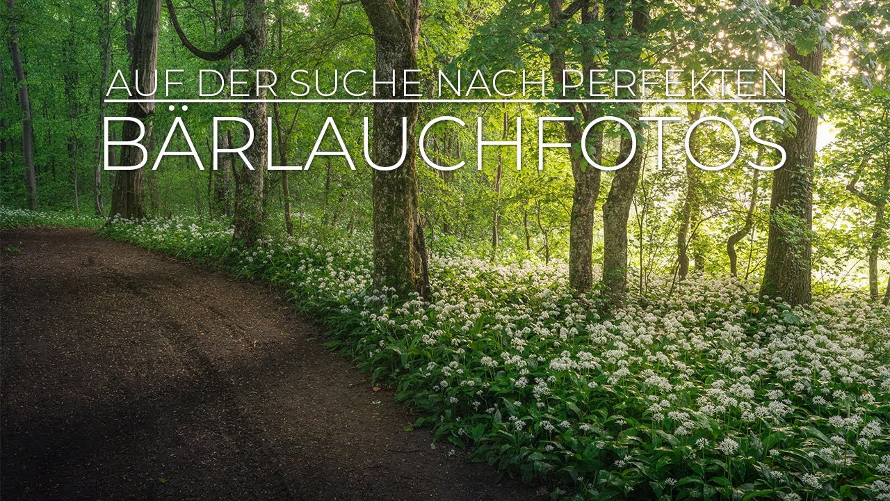 Bärlauchfotografie - Auf der Suche nach idealen Bedingungen