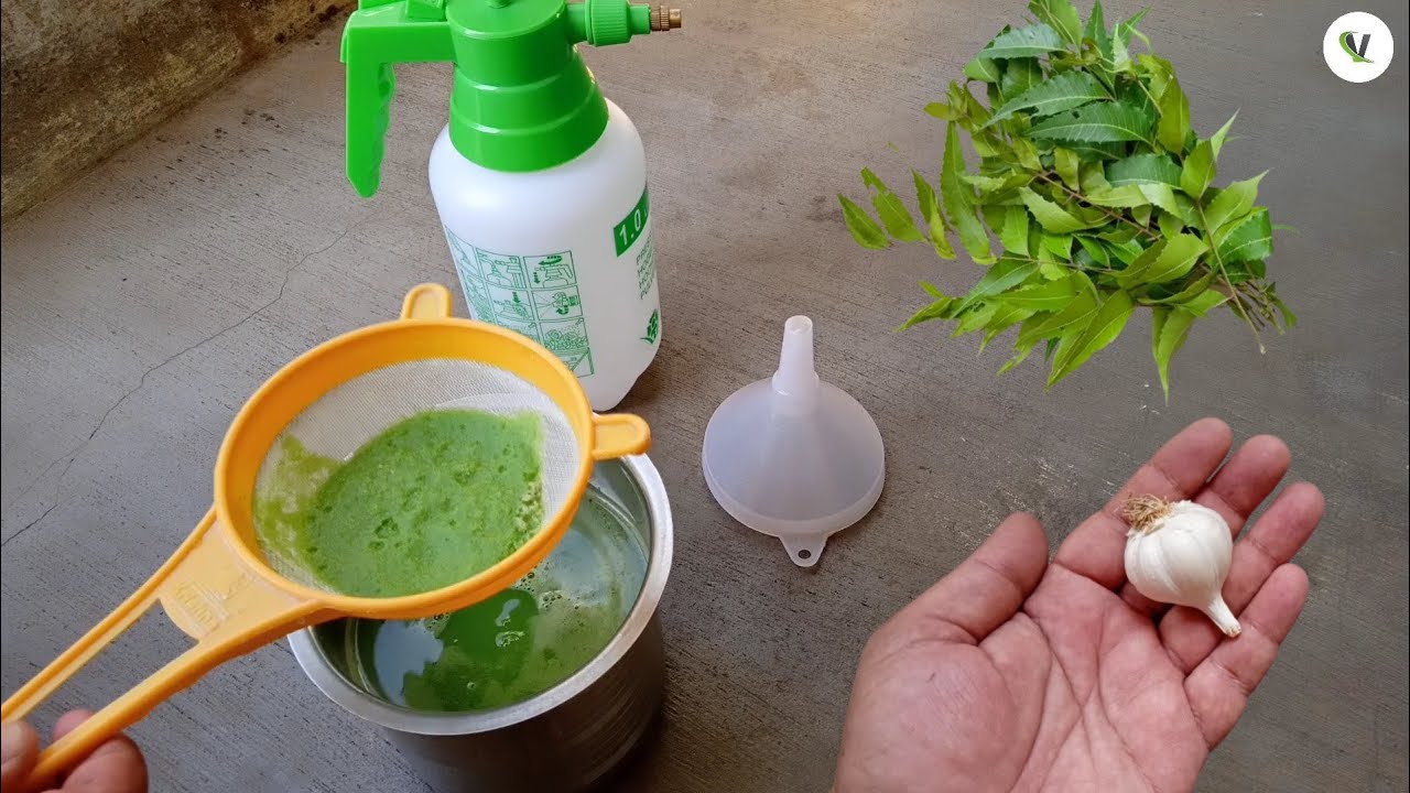 Natural Pesticide with Neem leaves and Garlic....🥀☘️🌴🌵