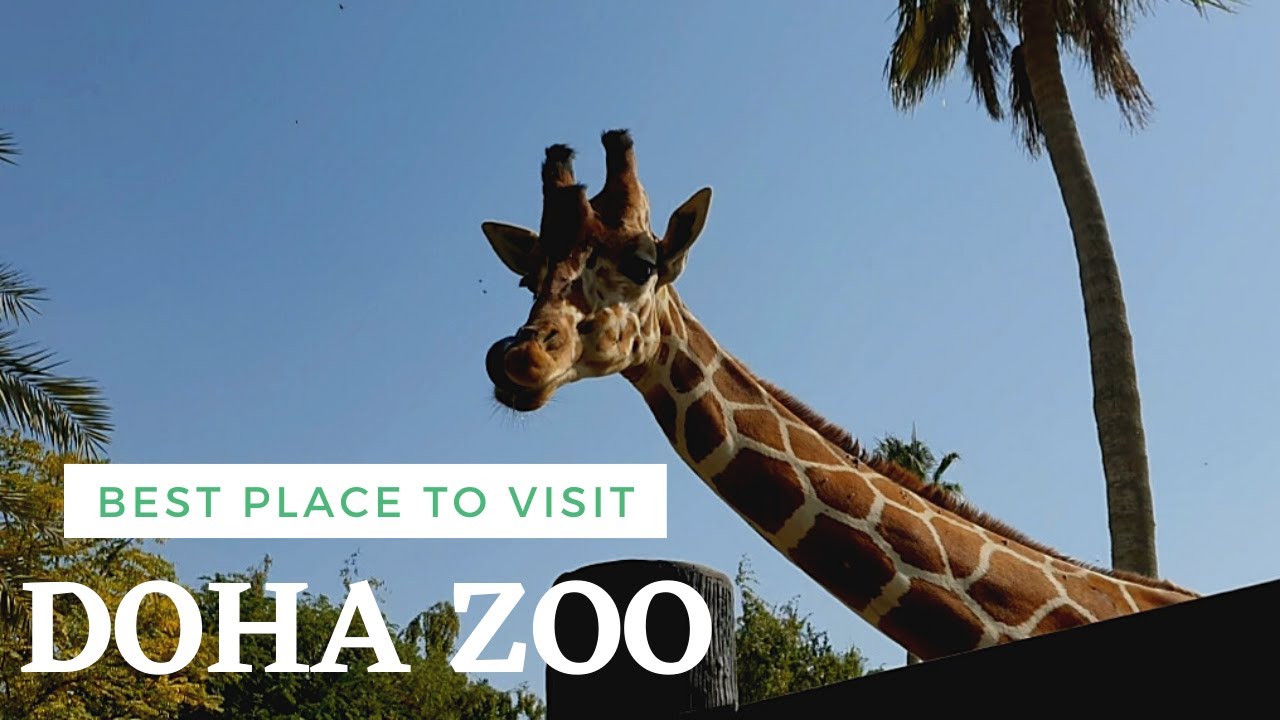 Best Place to Visit in Doha | The Qatar Zoo