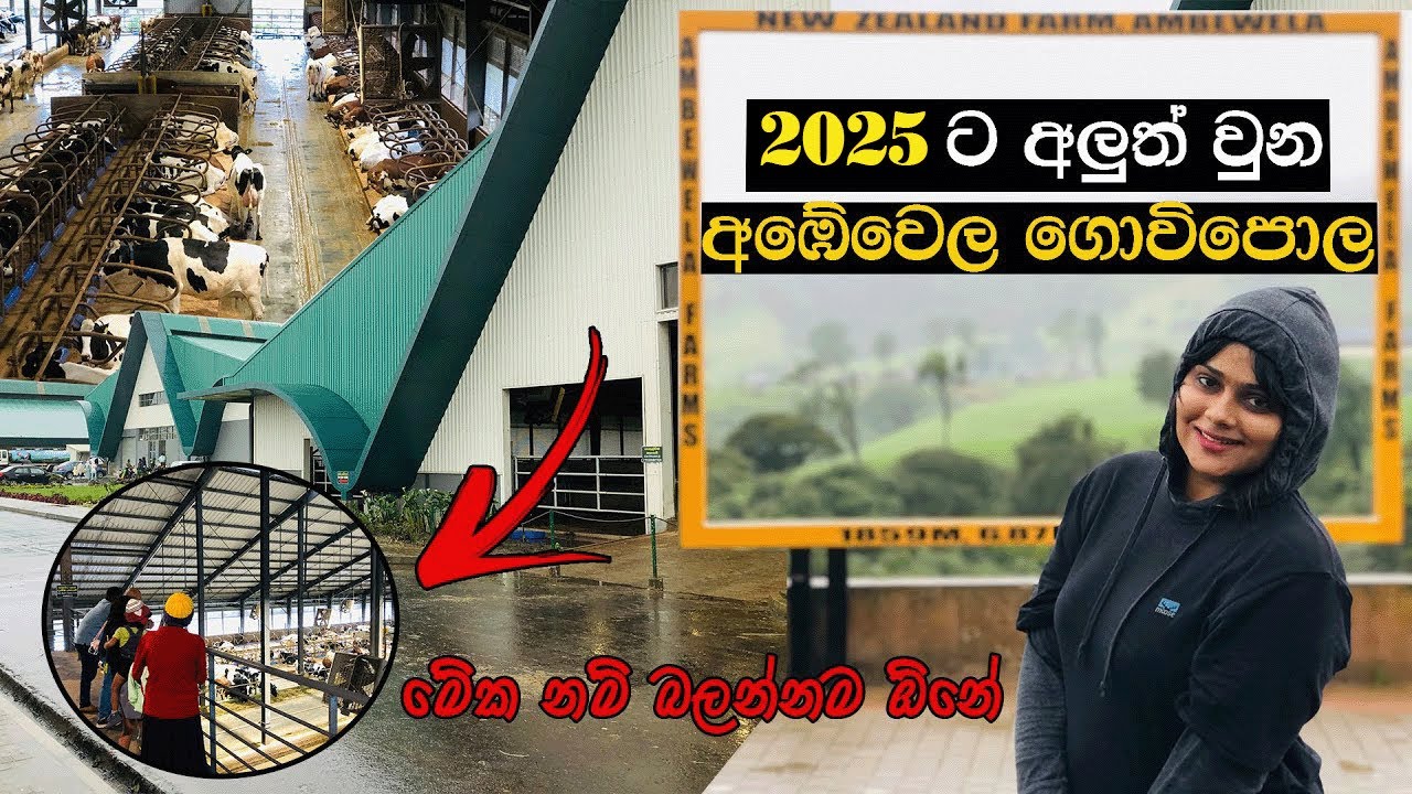 Ambewela New Zealand Farm NuwaraEliya , Best places to visit in Sri Lanka, Visiting places #travel
