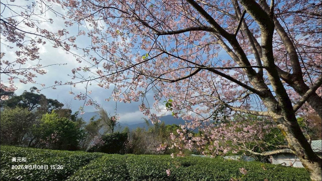 善化糖廠 羅沙玫瑰花園 草坪頭之旅 0308
