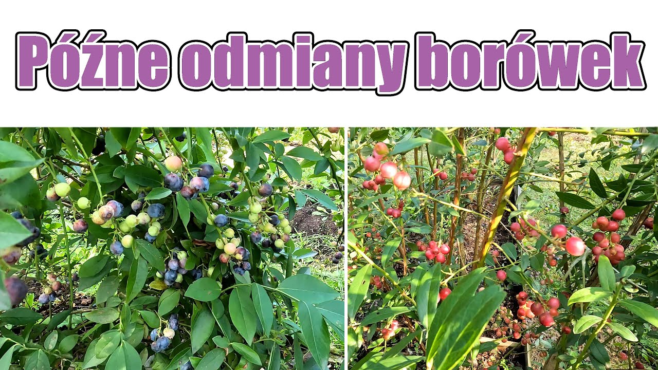 Późne odmiany borówek w Szumilesie
