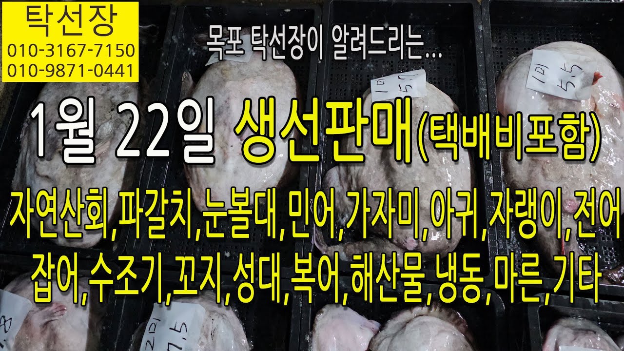 1월 22일, 민어회, 파갈치, 눈볼대, 민어, 가자미, 아귀, 자랭이, 전어, 군평선이, 잡어,(탁선장 남도농수산 생선카페 010 3167 7150. 010 9871 0441)