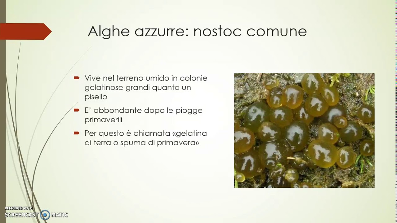 Alghe azzurre