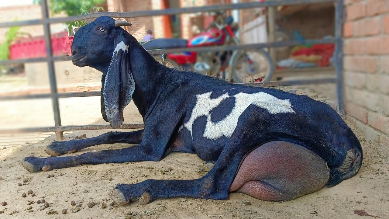Top Class Amritsari And Nagra Beetal Goats Of Hadeed Bhai - Goat Farming Buisness