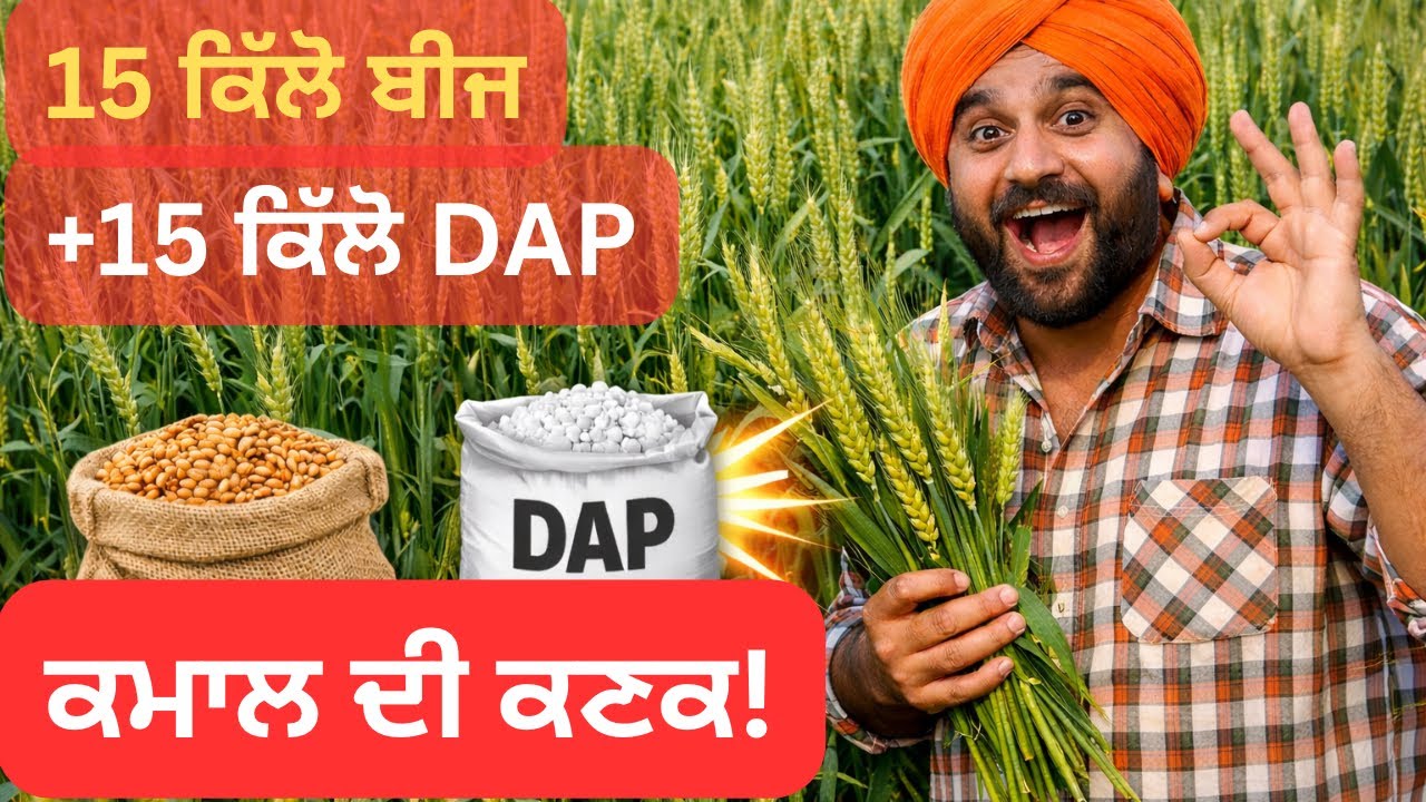 ਕਣਕ ਦੀ ਇਹ ਤਕਨੀਕ 90 % ਕਿਸਾਨ ਨਹੀਂ  ਜਾਣਦੇ | ਘੱਟ ਬੀਜ, ਘੱਟ ਖਾਦ ... ਪਰ ਕਣਕ ਜਬਰਦਸਤ | How is this possible?