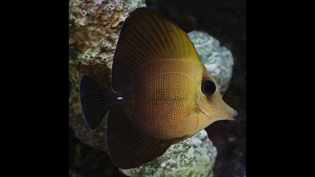 Pez cirujano scopas zebrasoma scopas un pez para novatos en marino reef safe