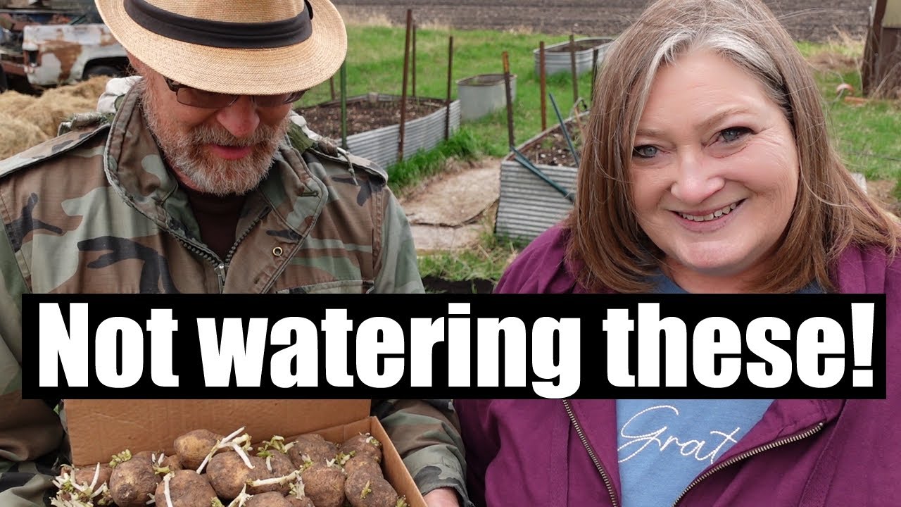 Planting Potatoes 2022 - trying the Ruth Stout Method